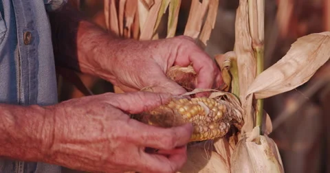 4K farmer opening and inspecting un-healthy corn cob Stock Footage 64695523