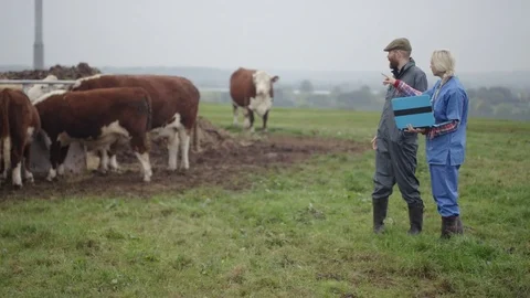 4K Farmer &amp; vet with laptop checking on cattle out in the field Stock Footage 69916014