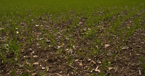 4k farming: Static locked off view of young crops blowing in the wind, close up. Stock-Footage 89855514