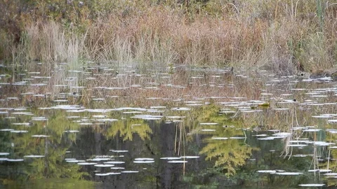 4K Fast Pan Right Of Bog With Lilypads Stock Footage 89565048