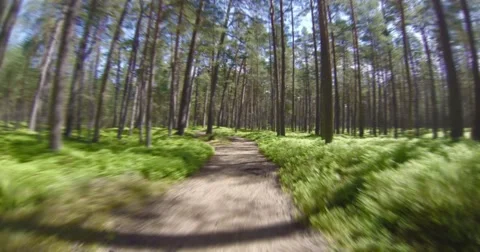 4K - Fast Trip through the forest. timelapse Stock Footage 50643470