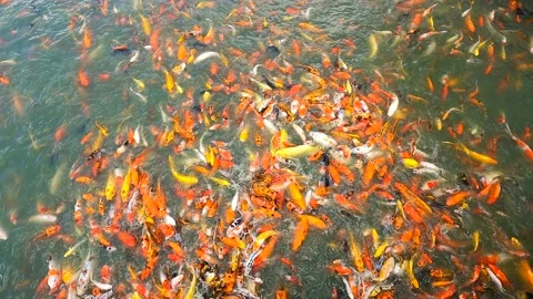 4k of feeding crowded carp or koi fishes in green water pond Stock Footage 157486619