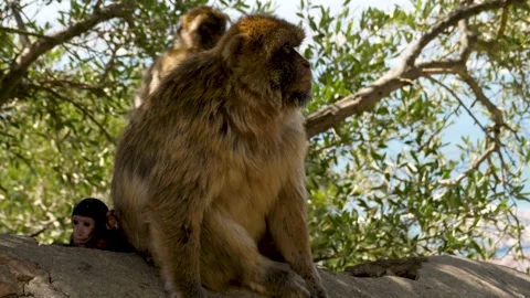 4K, Female of the Gibraltar Monkey (Macaca sylvanus) along with her baby Stock Footage 135271298