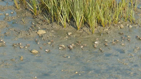 4K Fiddler Crabs Foraging At Low Tide Stock Footage 62888648