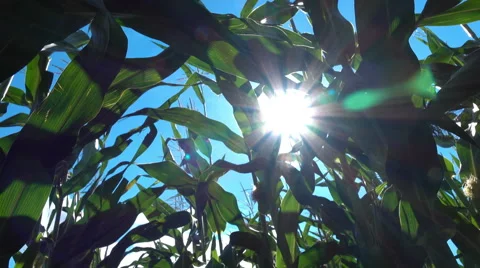 4K Field of corn and the sun's rays Stock Footage 65033123