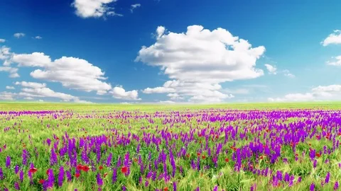 4K field of flowers and the cloudy sky Stock Footage