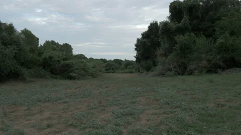 4K Field Forest cloudy noon afternoon twilight dusk Stock Footage 142506254