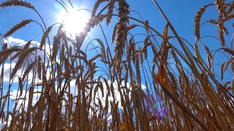 4K field wheat harvest Stock Footage 80154988