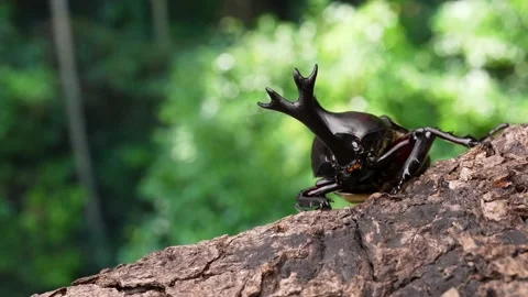 4K filming of a male beetle while slowly moving the camera. Stock Footage 201995255