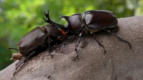 4K filming of a male beetle while slowly moving the camera. Stock Footage 239143020