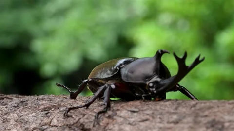 4K filming of a male beetle while slowly moving the camera. Video stock 239971880