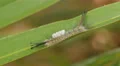 4K Fir Tussock Moth (Orgyia detrita) Caterpillar 4k or 4k+ Resolution