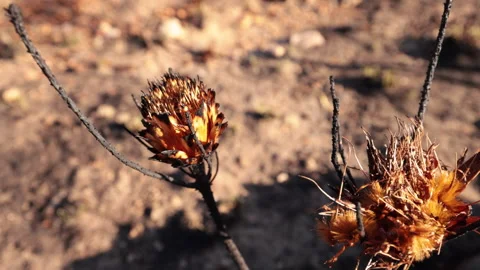4K Fire burned Protea flower pan to dead flower with living seeds Stock Footage 255584602