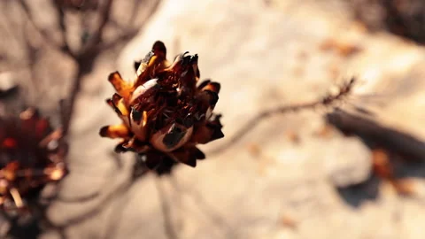 4K Fire burned Protea flowers pan to living seeds on ground Stock Footage 255581589