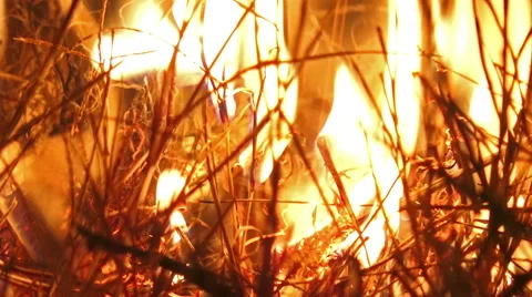 4K Fire burning forrest grass close up. UHD stock video Video stock 47277109