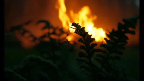4K Fire in Forest, Cinematic Flame In Woods At Night Video stock 278623358