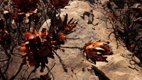 4K Fire scarred Protea flowers pan to living seeds on ground Stock Footage 255582214