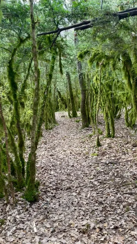 4K first-person view of a walk through a lush forest with moss-covered trees and Stock Footage 311411295