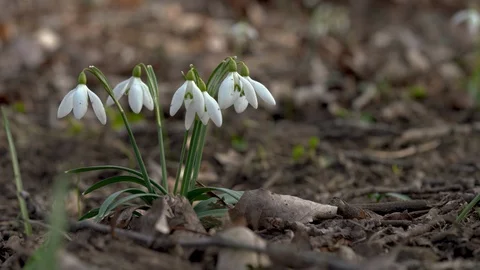 4k first spring greetings of snowdrops Stock Footage 125686401