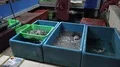 4k Fish and seafood weight and presentation boxes Jimbaran beach restaurant Bali 4k or 4k+ Resolution