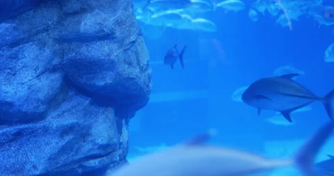 4K Fish in aquarium . Stock Footage 172286116