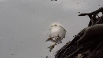 Floating Dead Fish Stock Video Footage