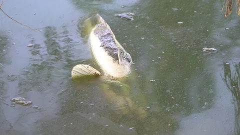 Dead Fish Float To The Surface Of The Water Polluted Water Stock
