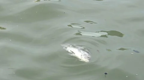 4k fish dead killed from polluted water in lake pond-Dan Stock Footage 64112668