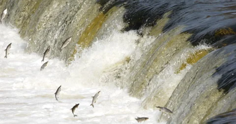 4K - Fish epic run upstream along a river by jumping over a waterfall Stock Footage 314224018