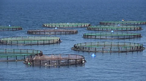 Aquaculture Stock Footage ~ Royalty Free Stock Videos | Pond5