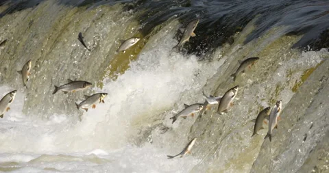 4K - Fish migrate by jumping over a waterfall. Close-up. Slow-mo Stock Footage 314224639
