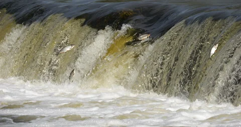 4K - Fish migrate upstream along a river by jumping over a waterfall Video stock 314278310
