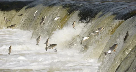 4K - Fish migrate upstream along a river by jumping over a waterfall. Slow-mo Video stock 314278592