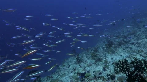 4k | fish school swim over reef | maldives Stockbeeldmateriaal 40346361