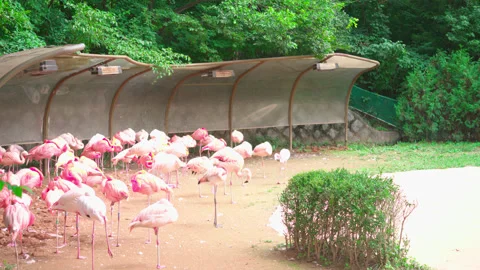 4K Flamingo at rest Stock Footage 139403252