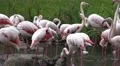 4k Flamingos closeup in a pond in sunny green nature 4k or 4k+ Resolution