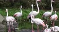 4k Flamingos closeup walking in pond in sunny green nature 4k or 4k+ Resolution