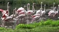 4k Flamingos group walking in a pond in sunny green nature 4k or 4k+ Resolution