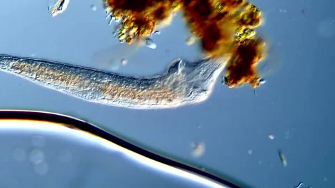 4K Flatworm Footage for Educational and Research Use 스톡 동영상 317211119
