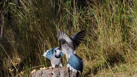 4K Fledgling Begging from It's Blue Jay Mom variable slowmo Stock Footage 311544017