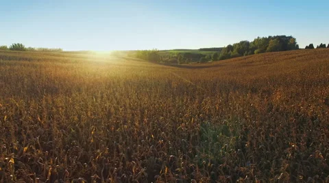 4K. Flight above corn field at golden sunset, aerial panoramic view. 動画素材 55730794