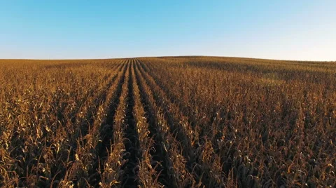 4K. Flight above corn field at golden sunset, aerial panoramic view. Video stock 55731720