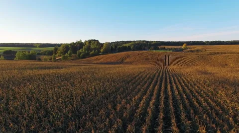 4K. Flight above corn field at golden sunset, aerial panoramic view. Vídeo Stock 55731990