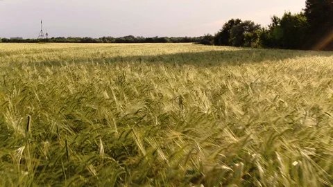 4K. Flight Above Corn Field At Golden Sunset Stock Footage 124725991