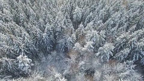 4K. Flight above light winter forest at snowfall on the north, aerial view. Vídeo Stock 79441628