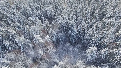 4K. Flight above light winter forest at snowfall on the north, aerial view. Stock Footage 80922609