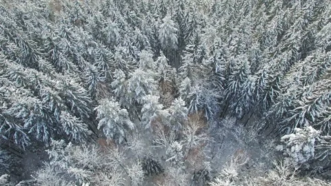 4K. Flight above light winter forest at snowfall on the north, aerial view. Video stock 99375973