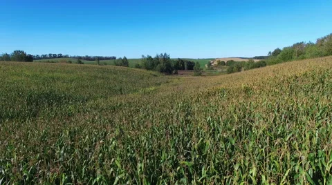 4K. Flight above ripe corn field at sunny day, aerial panoramic view. 스톡 동영상 67548656