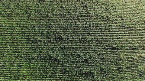 4K. Flight above ripe corn field at sunny day, aerial top and panoramic view. 動画素材 67550291