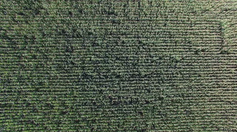 4K. Flight above ripe corn field, aerial top motion view. Video stock 67550635